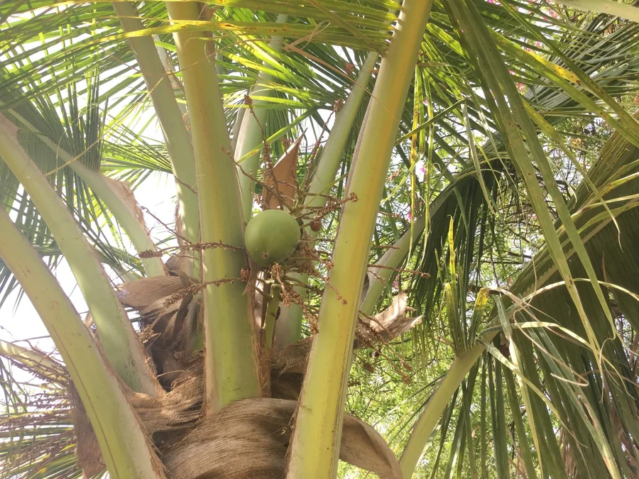 the first coconut to appear on this 11 year old tree in Shiv Bagh